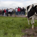 A general view of one of the groups of delagates that visited the dairy farm of John O' Sullivan, Lisduff, Whitechurch, Co. Cork as part of the ICAR 2012 Conference which was held in Cork and hosted by the ICBF.
PIC: DOL