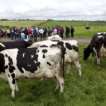 A general view of one of the groups of delagates that visited the dairy farm of John O' Sullivan, Lisduff, Whitechurch, Co. Cork as part of the ICAR 2012 Conference which was held in Cork and hosted by the ICBF.
PIC: DOL