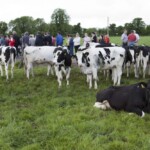 A general view of one of the groups of delagates that visited the dairy farm of John O' Sullivan, Lisduff, Whitechurch, Co. Cork as part of the ICAR 2012 Conference which was held in Cork and hosted by the ICBF.
PIC: DOL