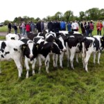 A general view of one of the groups of delagates that visited the dairy farm of John O' Sullivan, Lisduff, Whitechurch, Co. Cork as part of the ICAR 2012 Conference which was held in Cork and hosted by the ICBF.
PIC: DOL